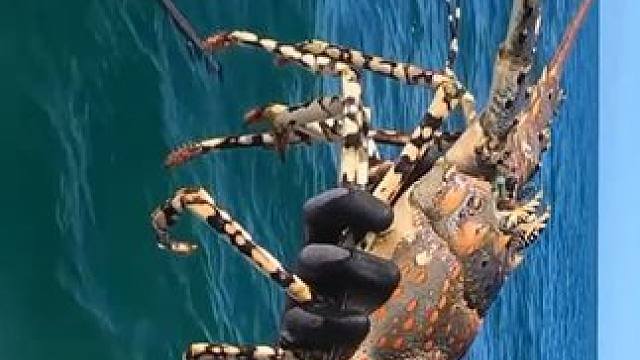 捉龙虾 #国外视频分享 #海洋生物 #潜水