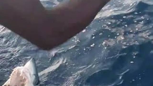 鲨鱼打劫渔民金枪鱼，结果太悲催#野生动物零距离 #动物世界#真实户外