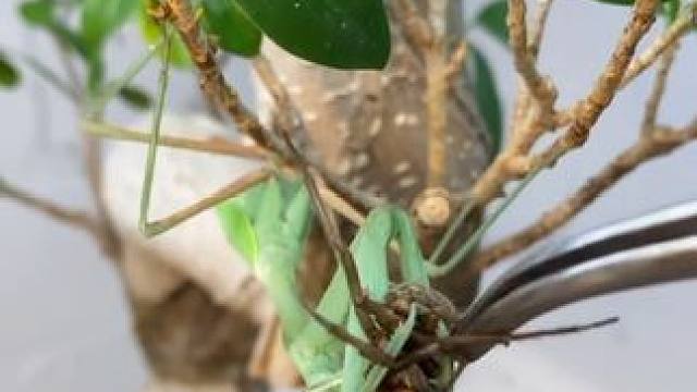 螳螂吃蜘蛛️ #国外视频分享 #宠物 #昆虫