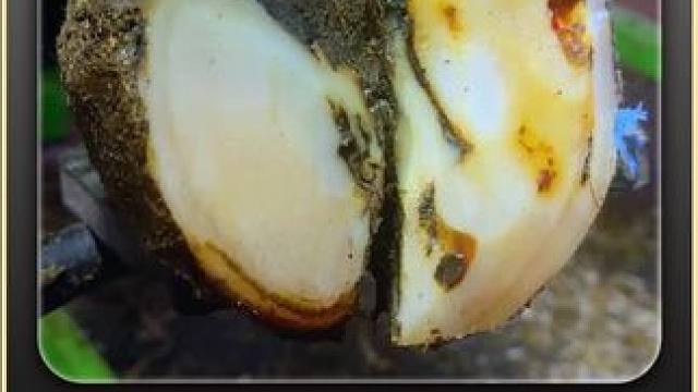 蹄子上的虫洞恐怖如斯 #秋冬新品试吃官 #解压 #助眠 #修蹄 #强迫症