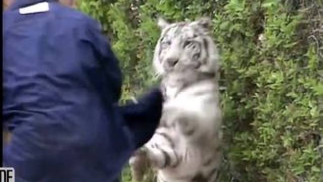 泰森为赚退休金，再次出山！#拳击 #泰森