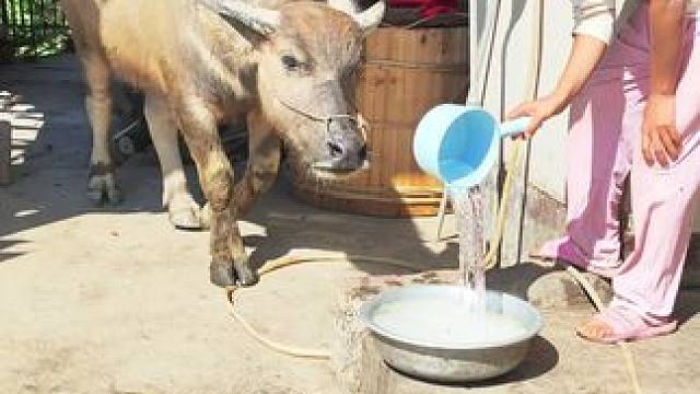 爱挑食的小牛仔，好吃的不吃爱喝清水#记录我的农村生活 #田园生活 #放牛的生活