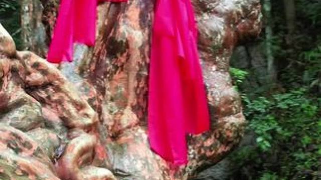 一棵大树长颗瘤，原来是千年马灵光树，如果摸掉一块树皮，你觉得会不会少一套房！#千年古树 #自然奇观 