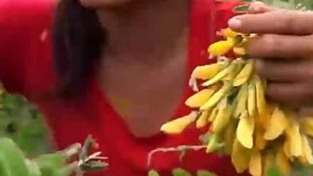 在森林中寻找食物，用蘑菇烹饪红螃蟹作为午餐 #快来一起尝个鲜 #体验原生态美食的乐趣 #大山里的味道