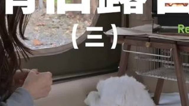 情侣露营（三）#露营 #解压 #助眠 #情侣 #萌宠