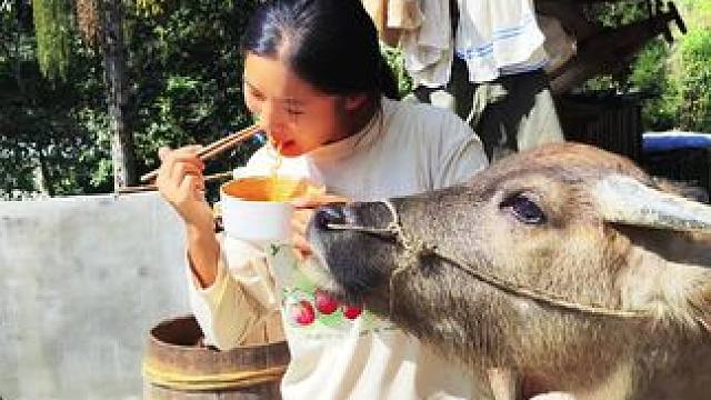 牛仔来跟我抢饭吃啦，小馋鬼#记录我的乡村生活 #田园生活 #放牛的生活