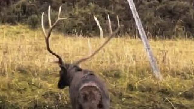 高原上的大鹿过河，太漂亮了#高原上的神奇动物们 #野生动物零距离 #牧区风景 #原生态