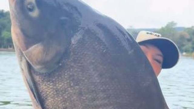 巨脂鲤 #国外视频分享 #好大一条鱼 #钓鱼的乐趣只有钓鱼人懂