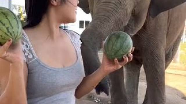 泰国宠物大象想吃西瓜 #国外视频分享 #奇妙的动物 #宠物