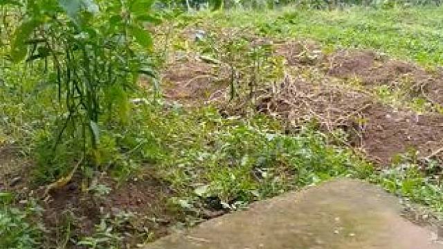 东南亚阿牛哥 #户外美食 #户外寻找美食 #农村美食 #吃草