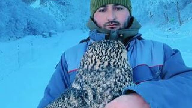 宠物雕鸮 #国外视频分享 #奇妙的动物 #宠物