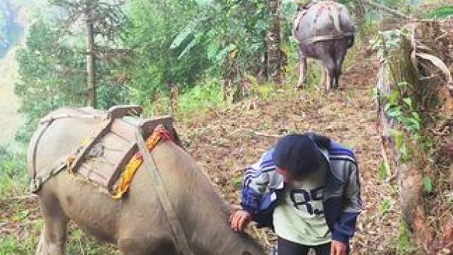 #田园生活 #记录我的乡村生活 #放牛的生活