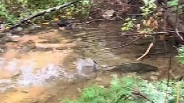 #这鱼哪个钓友看了不羡慕 #入冬钓鱼指南 #冬天钓鲫鱼有多过瘾 #钓鱼的乐趣只有钓鱼人懂