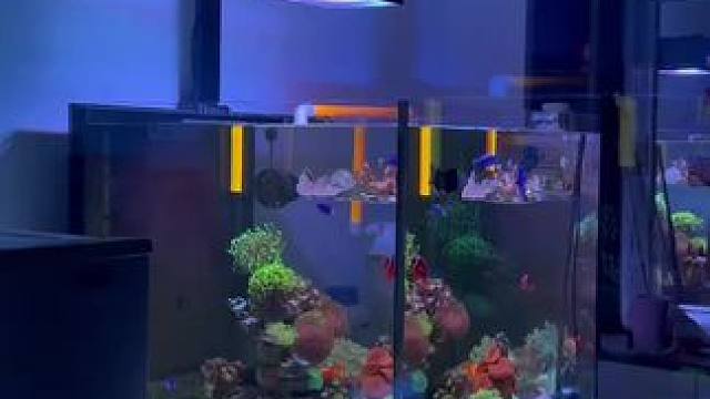 #养鱼日记 #海缸 #鱼缸里的大自然 #鱼缸造景  只要坚持就会成功，一晃入坑3年了！以前是有钱买珊