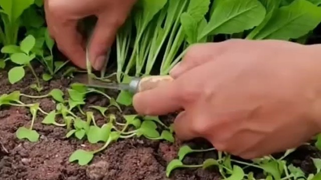 割得这仔细，好干净