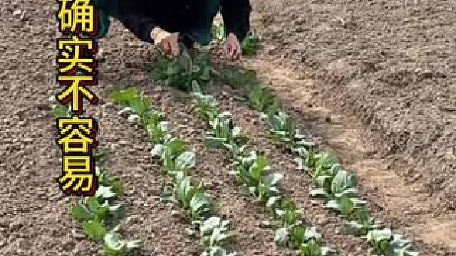 人人都爱吃的小白菜，有谁知道种好它有多辛苦#自己种的纯天然的绿色蔬菜 #一份耕耘一份收获 #田园生活