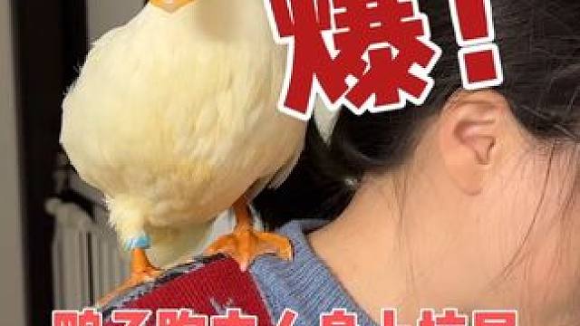 柯尔鸭飞到主人身上腻歪，下一秒就拉一大泡粑粑，大家都憋住别笑 #萌宠出道计划 #柯