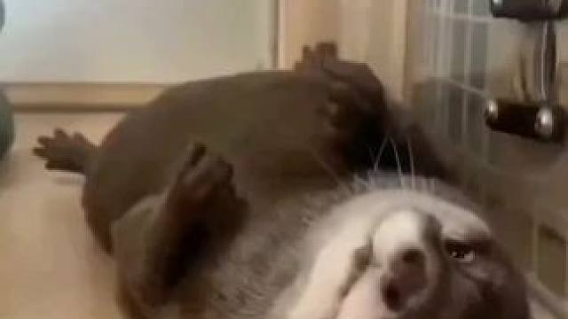 #动物的迷惑行为 #萌到爆炸了 #萌宠 #治愈小宠