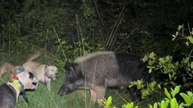 猎狗大战野猪 #国外视频分享 #野生动物零距离 #野猪泛滥