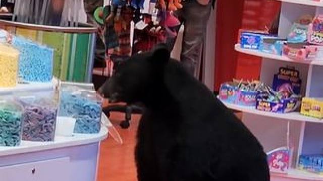 用擦炮驱赶进店偷吃糖果的黑熊 #国外视频分享 #野生动物零距离 #熊