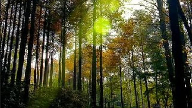 #身边的风景 #林间小道