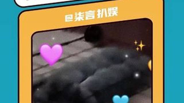 正宗八块腹肌小兔子饼干#兔子 #萌宠 #万万想不到