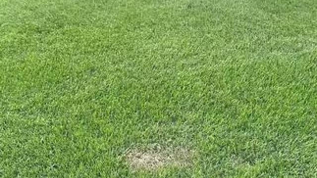 给草坪换新装 #爽死强迫症 #国外视频分享 #解压 #草坪