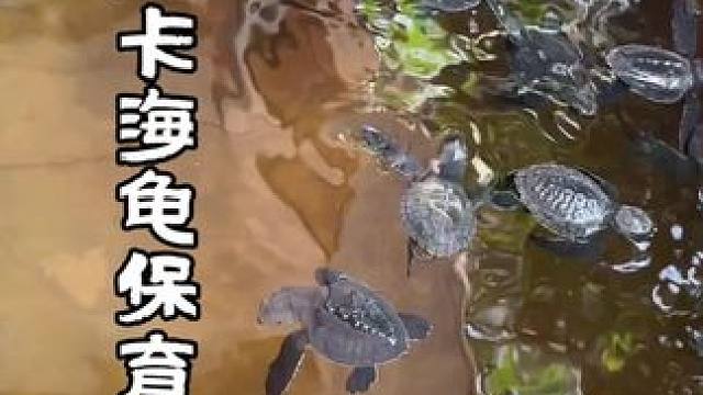 注意⚠️，斯里兰卡的海龟保育中心其实很便宜，不像网上说的要几十！