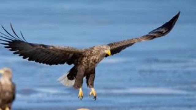 在日本的某个地方，赤狐和虎头海雕都在耐心地寻找食物。找到食物不算难，但能不能保住，就不一定了……#纪