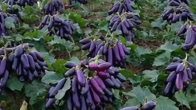 这茄子，产量大，能不能好吃