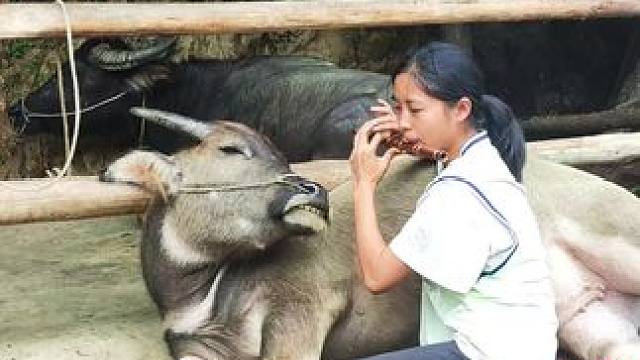 牛仔还挺享受的#记录我的乡村生活 #田园生活 #放牛的生活