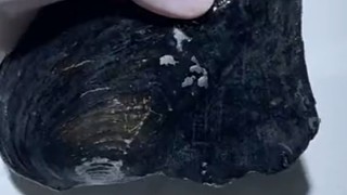 養(yǎng)了八年，回報當場崩潰