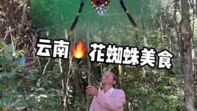 云南油炸花蜘蛛美食#美食 #记录我的农村生活 #花蜘蛛 #地方特色美食 #支持三农扶持三农发展