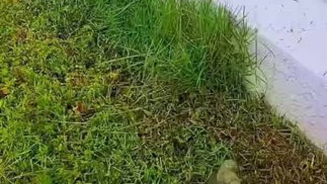 美式幽默 #段子#解压#清理 #杂草#美式幽默