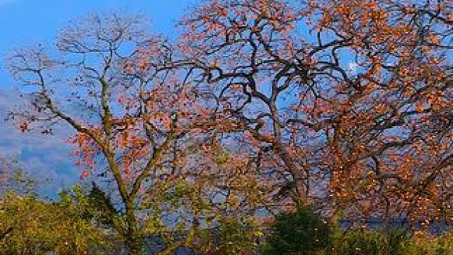 中国甜柿第一村---湖北黄冈市罗田县三里畈镇錾字石村 #最美的风景在路上 #旅行推荐官 #錾字石村