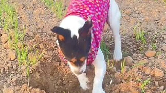 老妈叫 俺俩上地看看地里拱里都是窝 别让野鸡扒拉麦子…….#农村小土狗 #狗狗 #田间地头  #乡愁