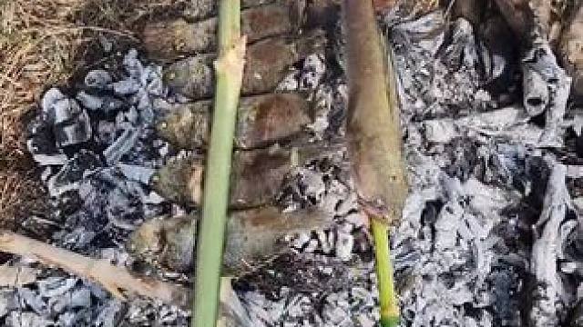碳火烧鱼 #户外美食 #户外野炊#户外烤鱼