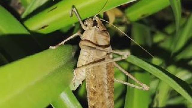 #金蝉脱壳全过程 这是什么啊？好奇怪啊