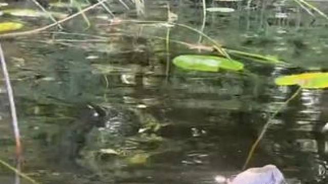 与宠物水獭一起玩水 #国外视频分享 #奇妙的动物 #宠物