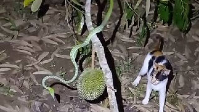 勇敢猫咪 #国外视频分享 #奇妙的动物 #宠物