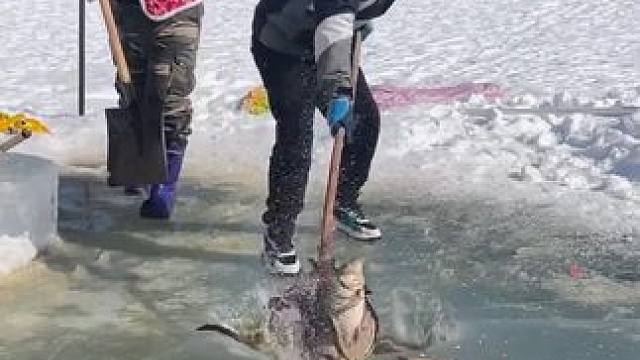 #户外捕鱼 #好多鱼