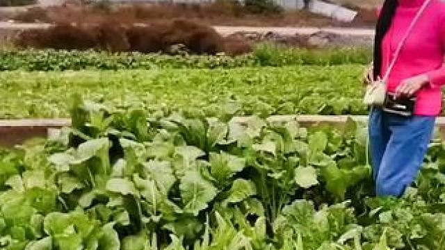 山卡卡里的农村大姐学费了开直播每天收获满满您还在恐播怕播不敢开播开播了不知说什么吗#记录真实生活 #