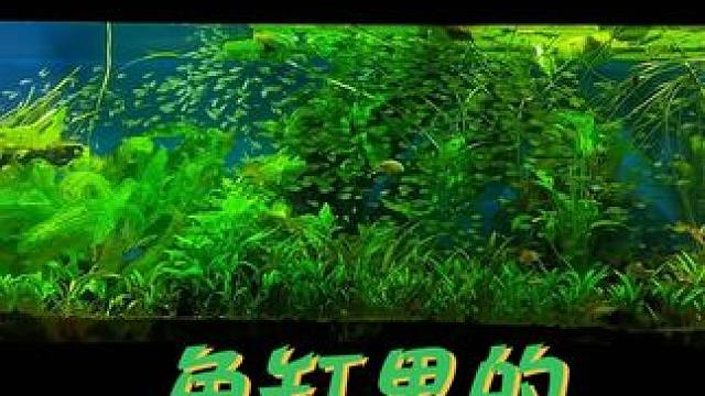 大自然切片 #草缸造景 #鱼缸里的大自然 #养鱼日记