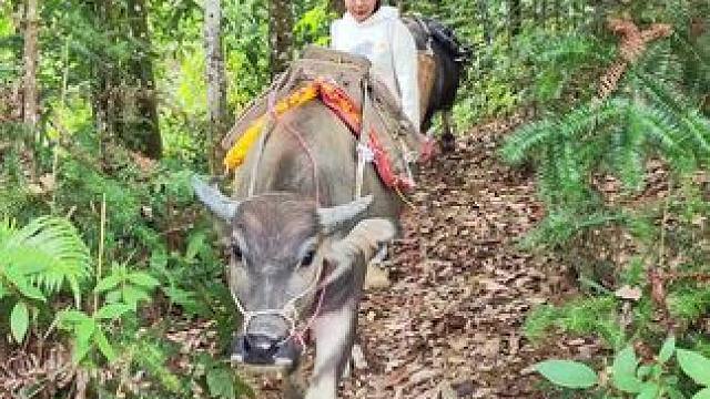 休息时间过了，牛牛也要开始拉业绩了#记录我的乡村生活#田园生活#放牛的生活