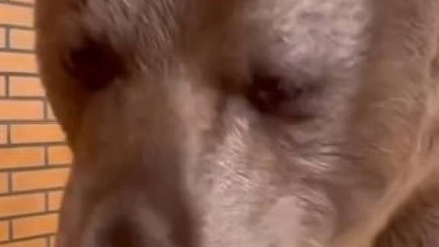 宠物棕熊吃蔬菜 #国外视频分享 #奇妙的动物 #宠物