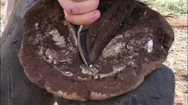 给马儿修马蹄 #修蹄 #国外视频分享 #强迫症 #清理 #修马蹄