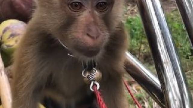 打工猴摘完椰子准备坐车回家 #国外视频分享 #猴子成精 #打工猴