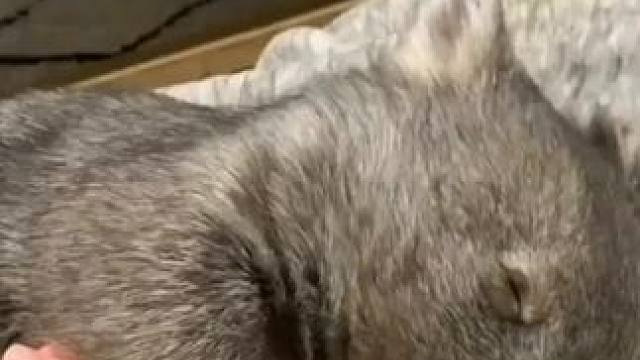 #袋熊 #野生动物零距离 #萌宠 #动物的迷惑行为