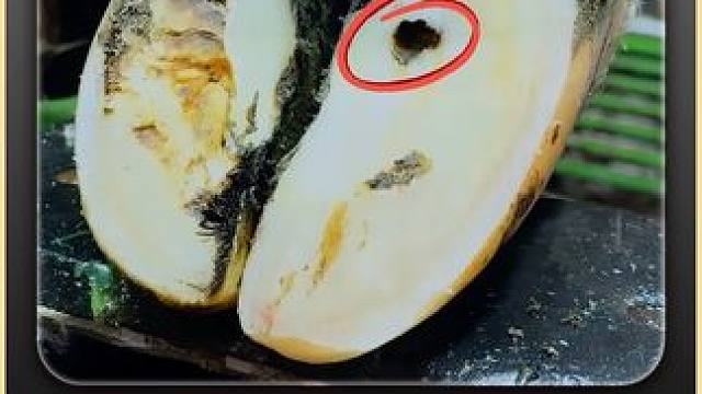 刚一打开手机，就看到一个虫洞出现在牛牛脚底#修蹄 #助眠 #解压 #强迫症 #治愈系