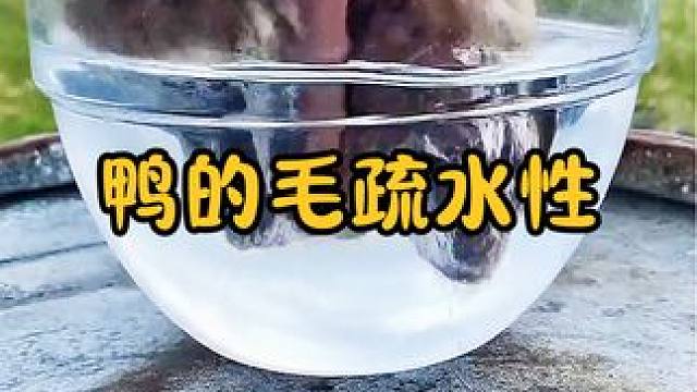 鸭毛的疏水性到底有多强？把鸭毛按进水里，拿出后滴水未沾 #涨知识 #科普一下 #鸭毛